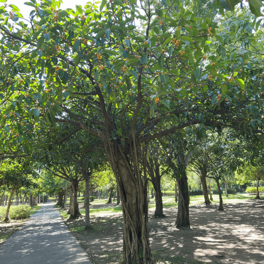 ISA Certified Arborist