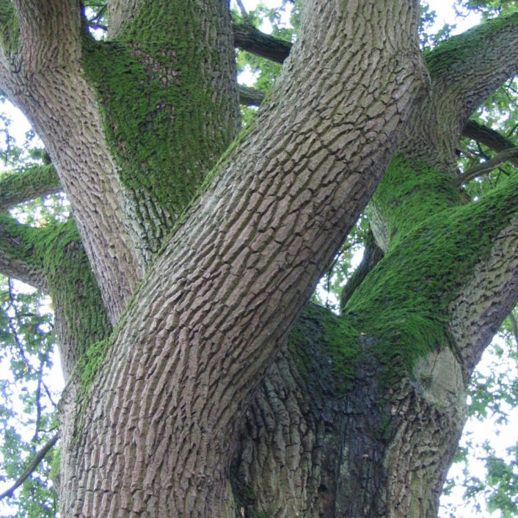 sample tree carousel images (2)