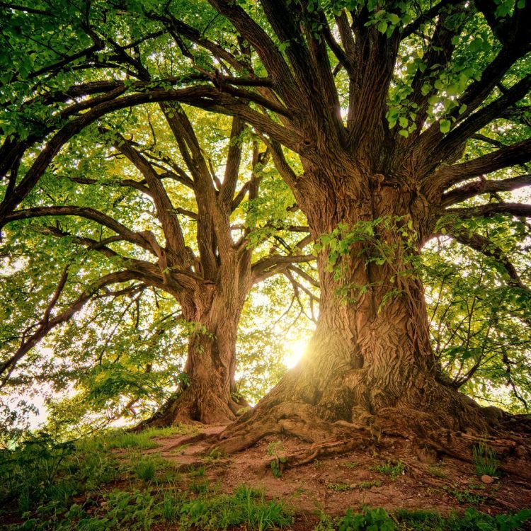sample tree carousel images